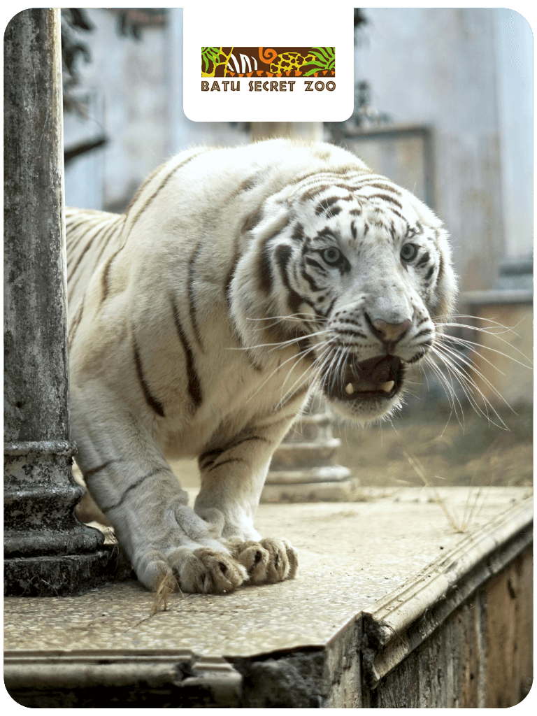 Menu Batu Secret Zoo R